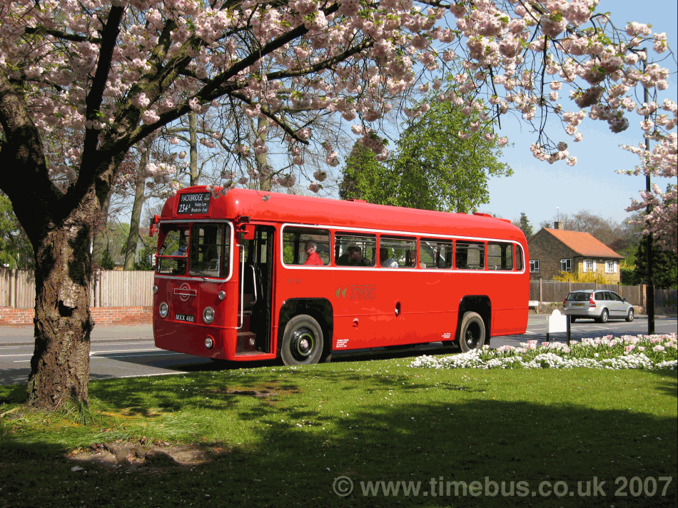 Regal Four with blossom - Purley
